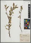 Foto von Salix alba L. x Salix fragilis L.